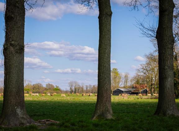 Koeien van extensieve bedrijven staan minder uren op stal en veel mest komt rechtstreeks in de wei terecht. Het beleid stuurt echter op emissies vanuit de stal en de mestopslag