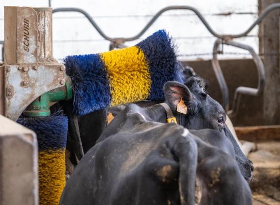 Tien van de veertien testvaarzen maakten het langst gebruik van de roterende borstel, drie gebruikten de beweegbare borstel het langst en een had een voorkeur voor de stationaire