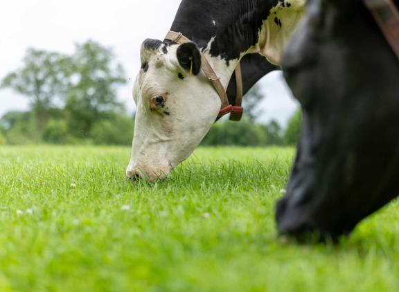 Het lekkerste en meest frisse gras vinden koeien op percelen die na de droogte al een keer gemaaid zijn