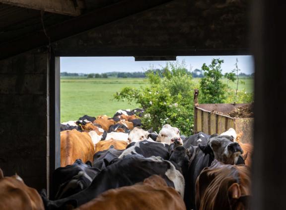 Extensieve melkveebedrijven halen een stabieler inkomen dan gemiddelde en licht extensieve bedrijven. Sinds 2021 ontwikkelt het inkomen per onbetaalde arbeidsjaareenheid zich op deze groep bedrijven relatief stabiel en neemt licht toe. 
